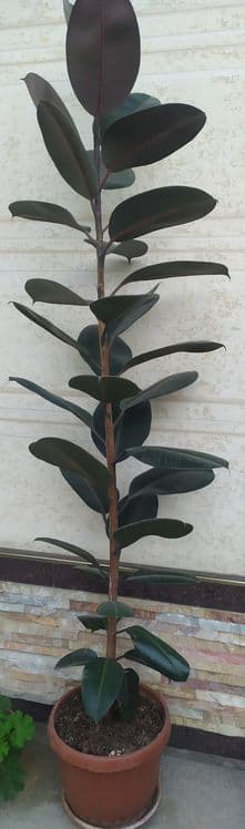 QORA SHAHZODA guli sotiladi boylari 195 sm 175 sm narxini kelishamiz — 2