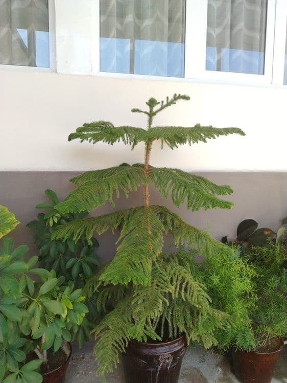 Сотилади Ауракария хонаки гули.