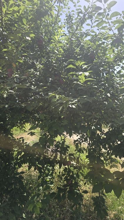 Olhuri sotiladi narx kelishtiriladi — 4