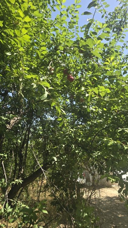 Olhuri sotiladi narx kelishtiriladi — 5
