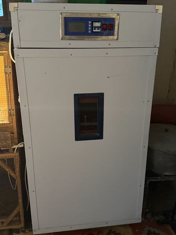 Inkubator sotiladi zavod sastayani idial — 1