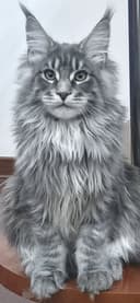 Шикарный Мейн-кун Blue Tabby приглашает на вязку