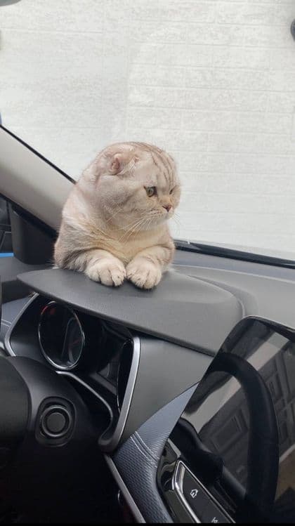 1 ёш скотиш фолд — 2