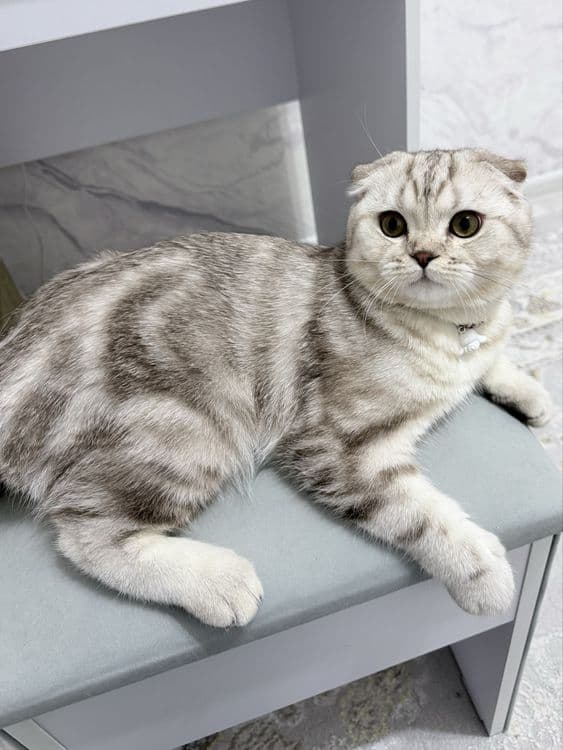 1 ёш скотиш фолд — 3