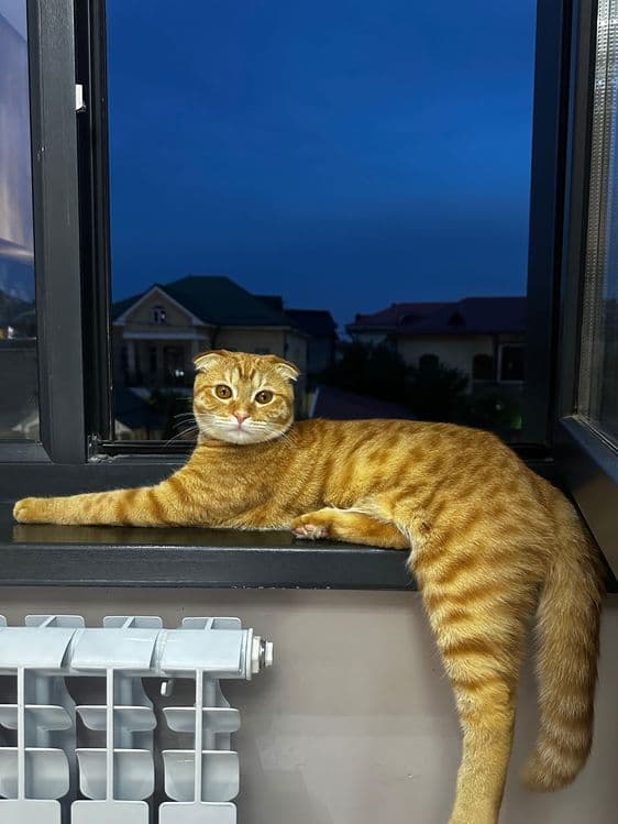 вязка кот ждет кошек для вязки — 1