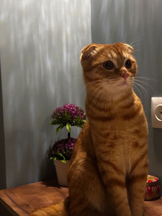 вязка кот ждет кошек для вязки — 2