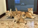 Кот на Вязку британец