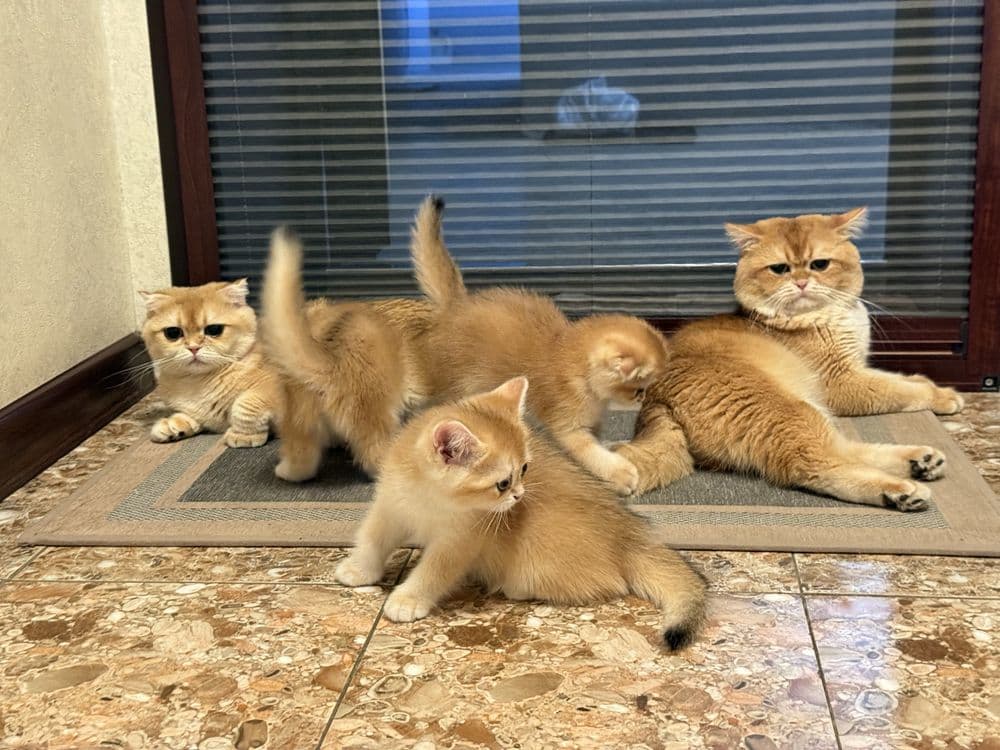 Кот на Вязку британец — 1