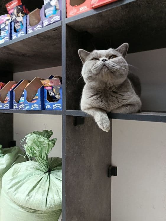 Британский кот. Мальчик — 2