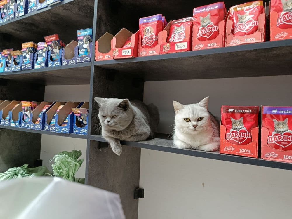 Британский кот. Мальчик — 3