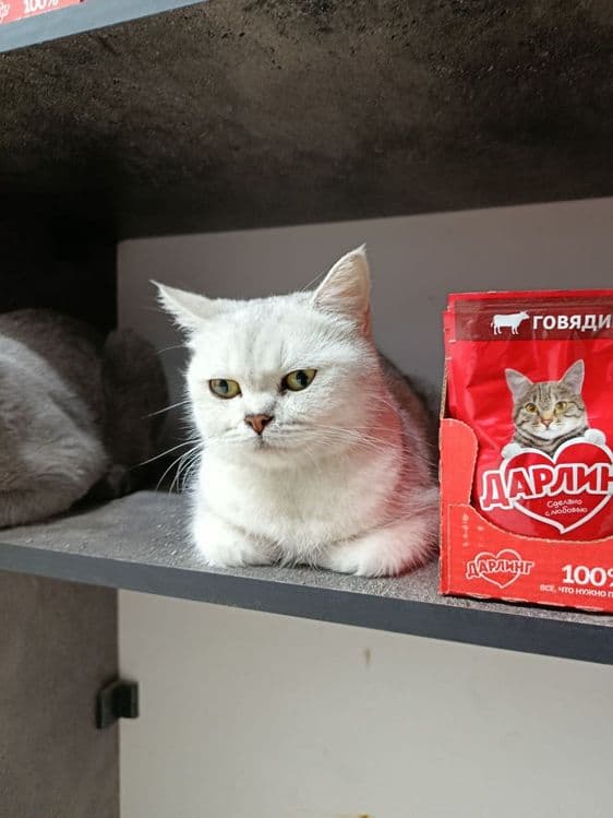 Британский кот. Мальчик — 4