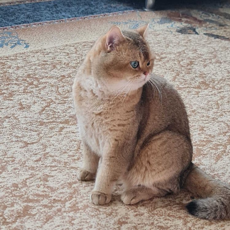 Британский короткошерстный мальчик — 1