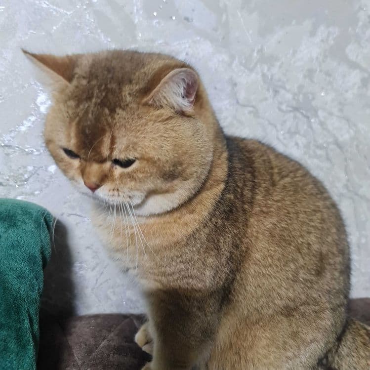 Британский короткошерстный мальчик — 4