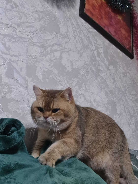 Британский короткошерстный мальчик — 5