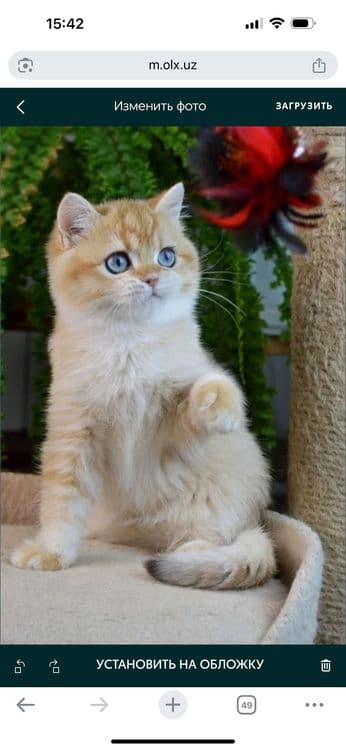 ВЯЗКА Британский, шикарный кот. — 7