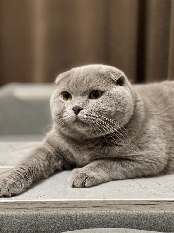Выставляется кот на вязку — 5