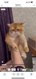 Британец кот на вязку