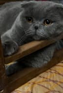 Кот приглашает на вязку