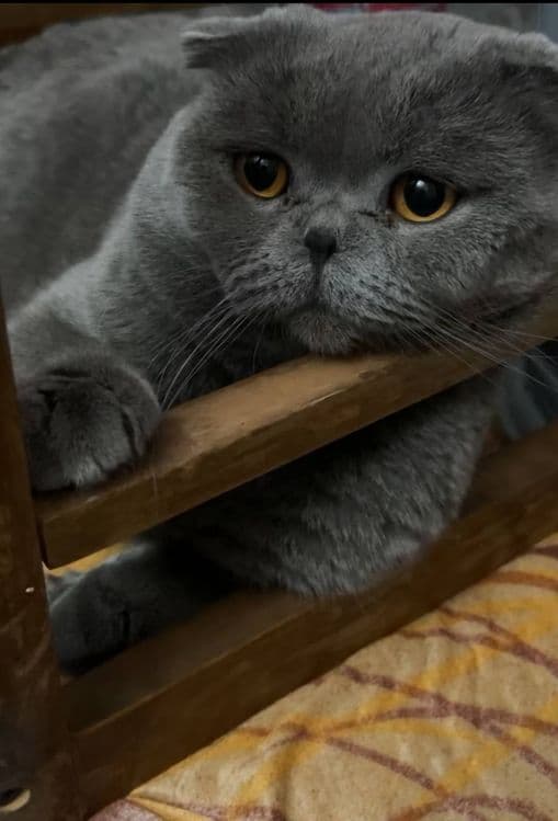 Кот приглашает на вязку — 1