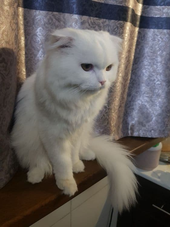ВЯЗКАГА скоттиш фолд хейланд — 2