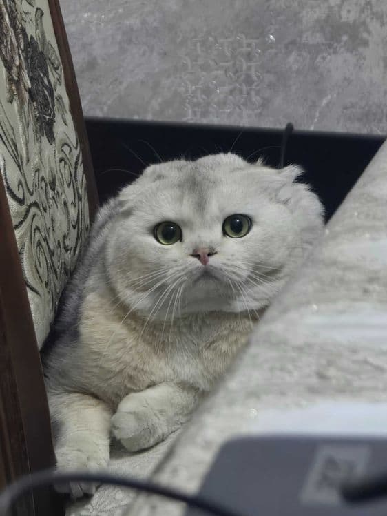 Шиншила кот на вязку — 2