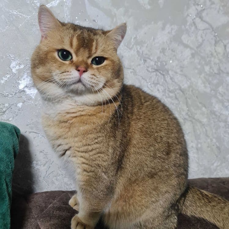 Британский короткошерстный мальчик — 10