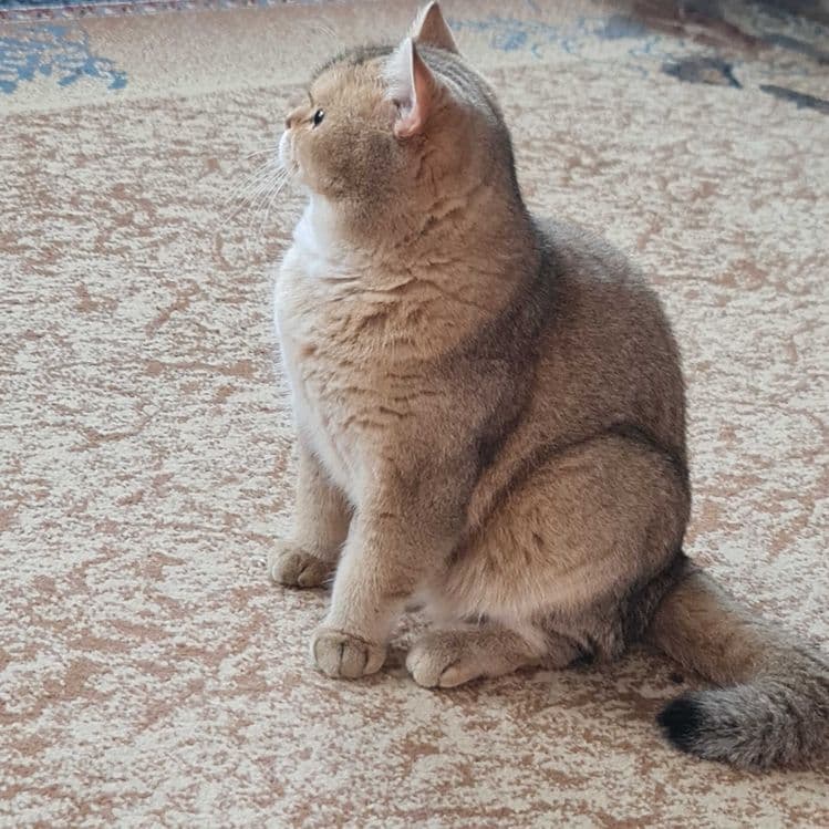 Британский короткошерстный мальчик — 16