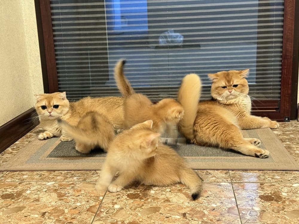 Британец кот на вязку — 2