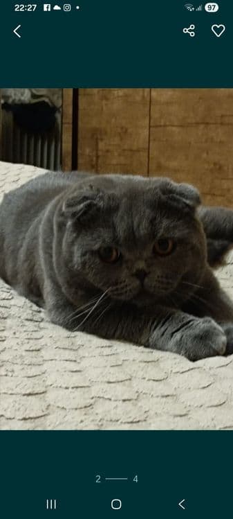 Кот приглашает на вязку — 2