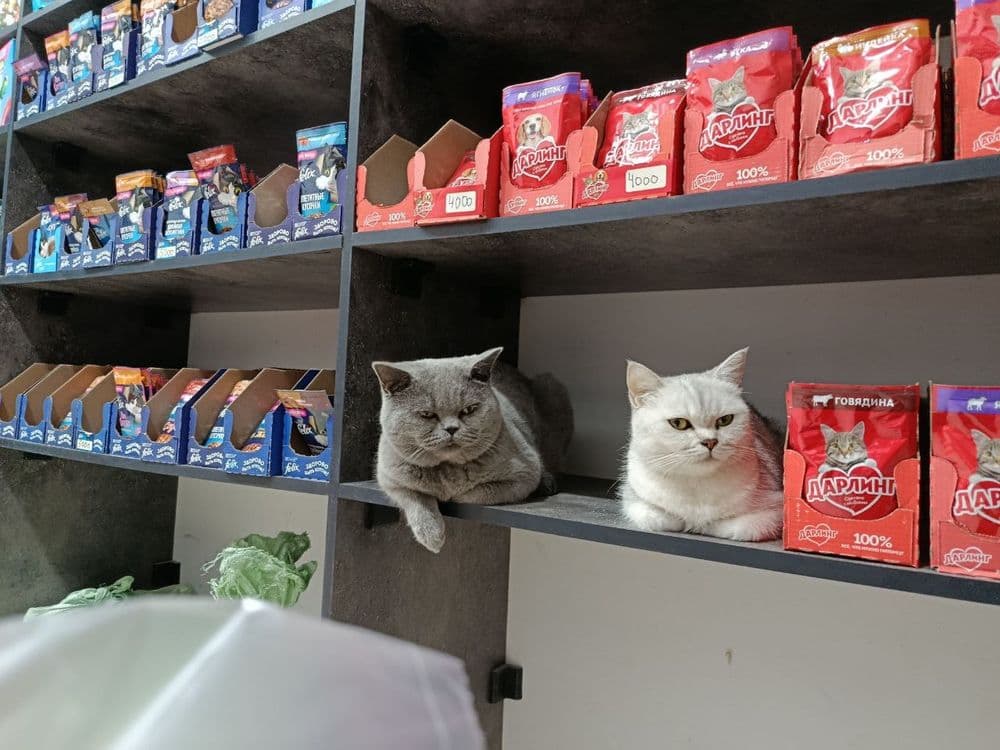Британский кот. Мальчик — 1
