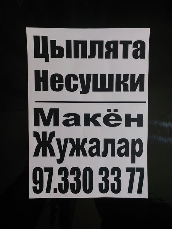Хай-лайн соня Сертухум Макён жужалари. Цыплята Курочки несушки. — 5