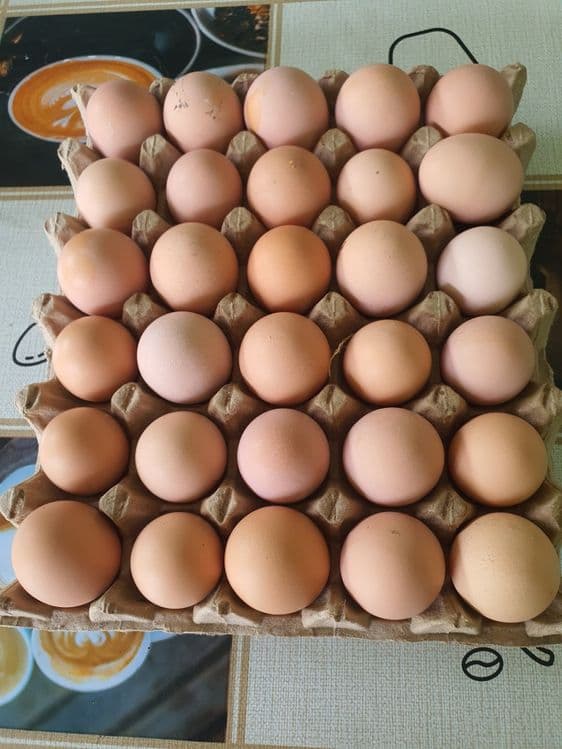 Принимаем предзаказ на инкубацию яиц  корейской породы Хан-Хяп. — 3