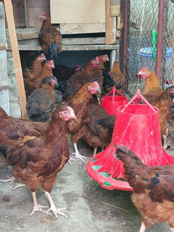 Принимаем предзаказ на инкубацию яиц  корейской породы Хан-Хяп. — 4