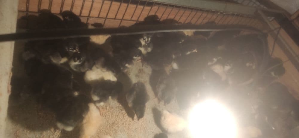 Qora shagzoda jojalar va tuxumlar — 5