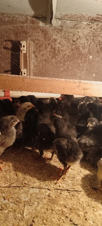 Кора шахзода жужалар сотилади — 6