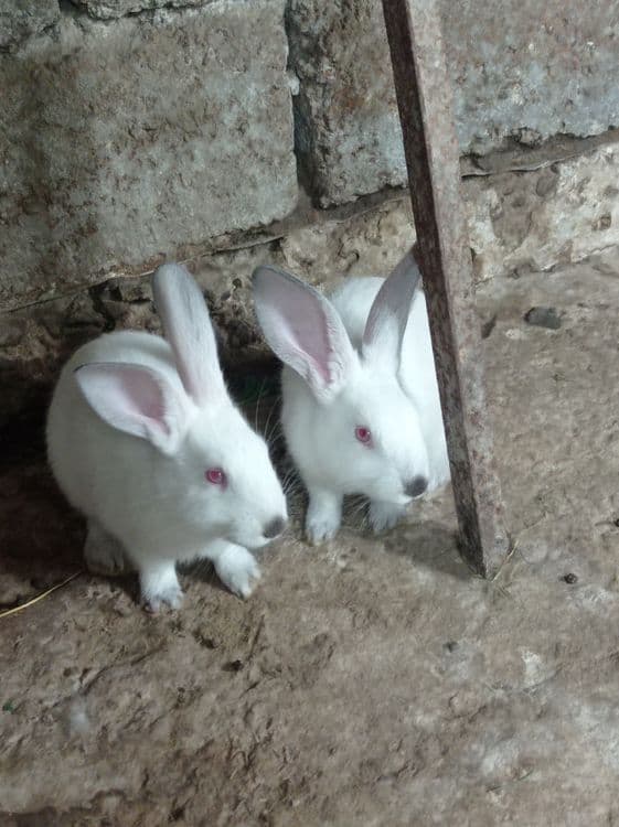 Продаются домашние крольчата — 9