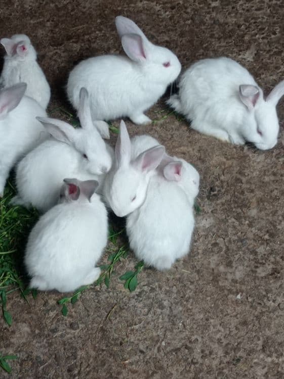 Продаются домашние крольчата — 12