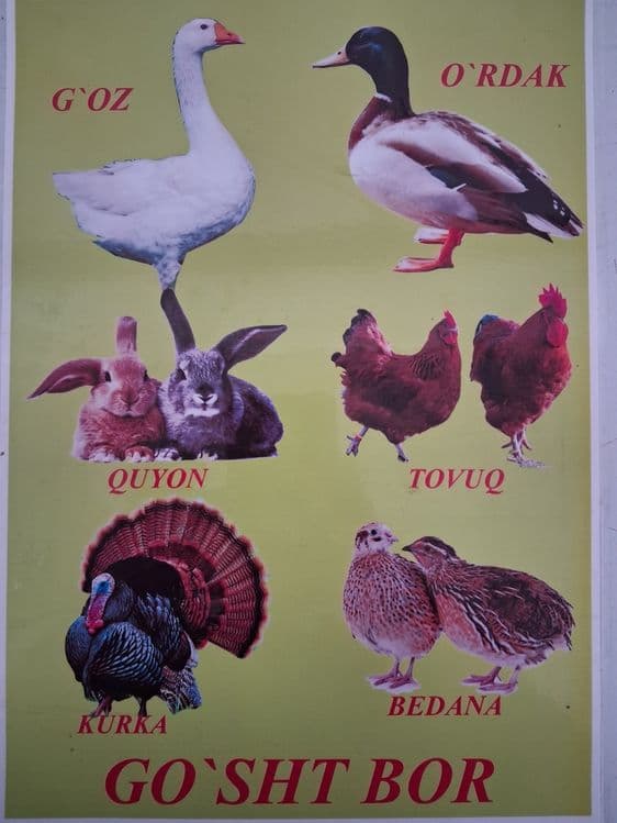 Quyon va joja xoroz gowtlari sotiladi
