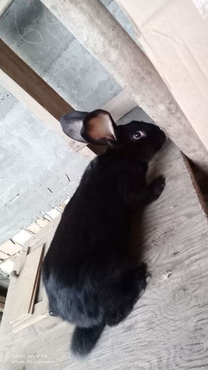 Quyon va joja xoroz gowtlari sotiladi — 3
