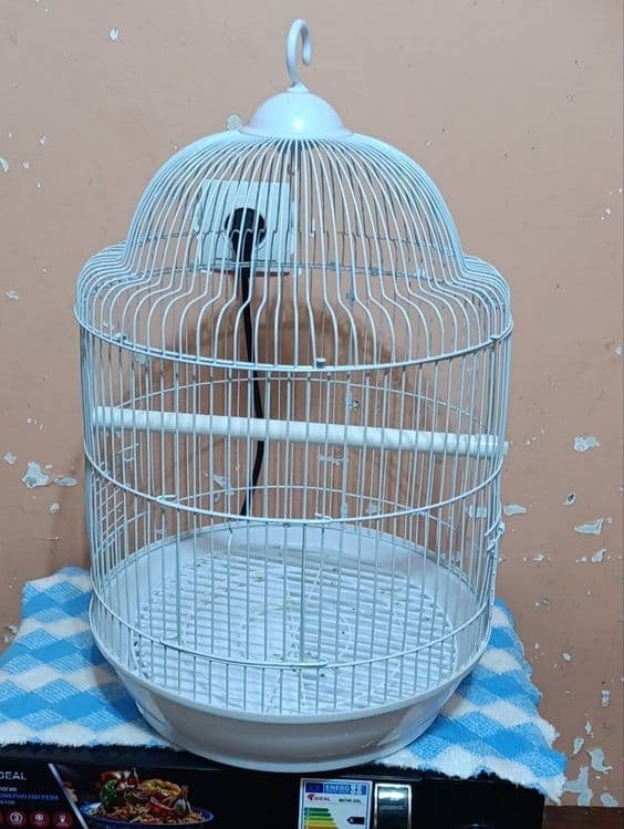 Куш, учун кафас жуда чройли — 3