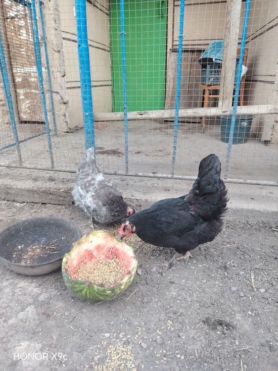 Tovuqlar sotiladi — 7