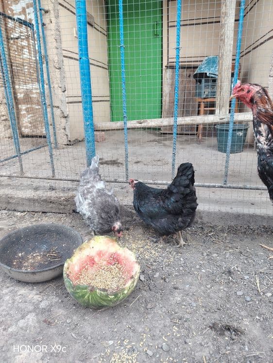 Tovuqlar sotiladi — 8