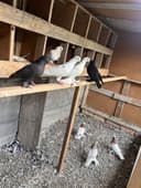 Кабутарлар сотилади
