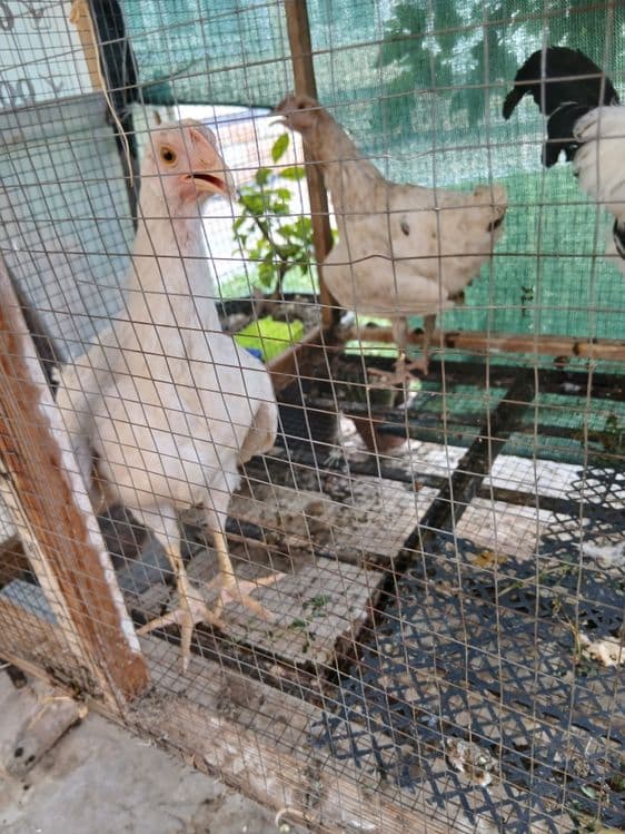 Куры куры товуклар — 4