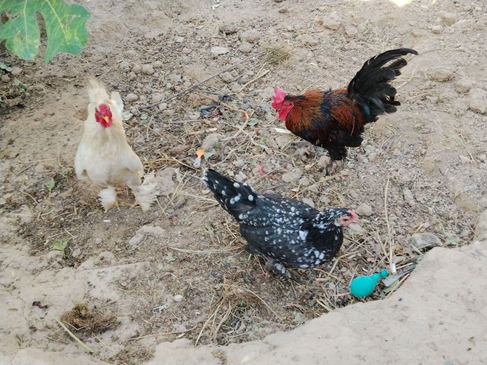 Yapon tovuq xorozla sotiladi — 6