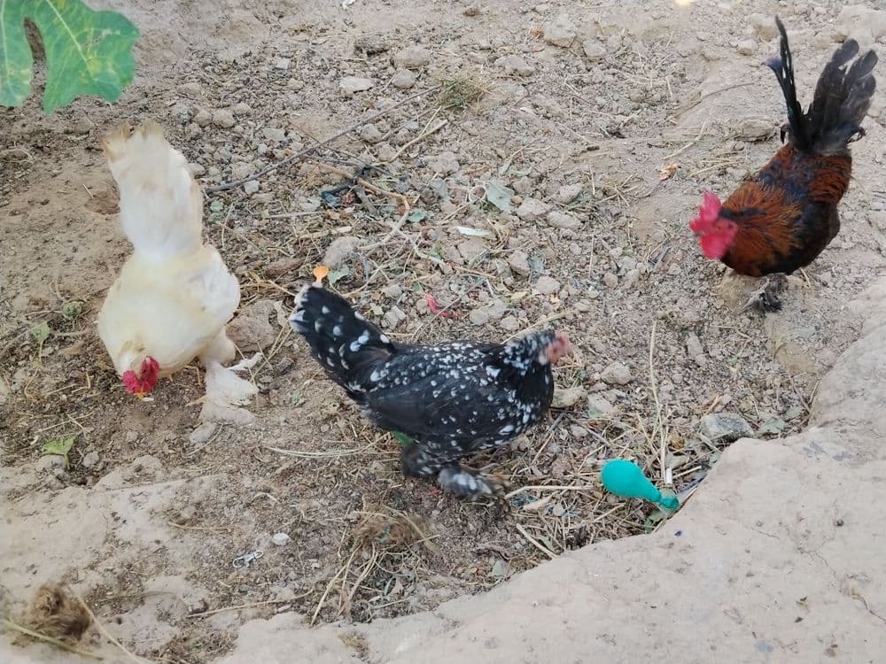 Yapon tovuq xorozla sotiladi — 8
