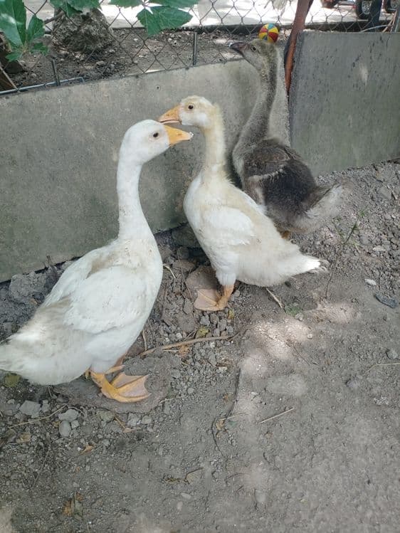 Гуси продаются Срочно — 3