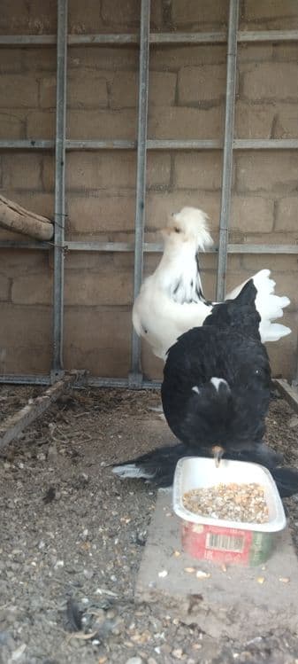 Kareyski yaponla sotiladi — 9