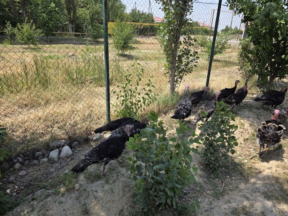 Куркалар срочно сотилади — 3