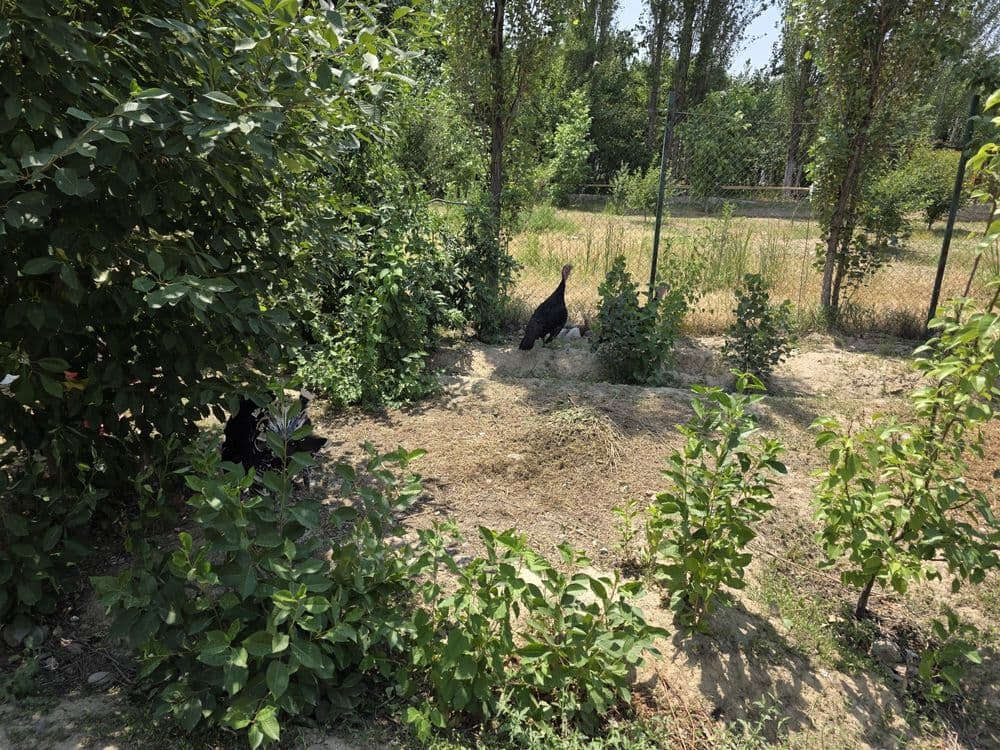 Куркалар срочно сотилади — 7